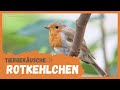 Tiergeräusche | Rotkehlchen 🐦
