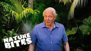 David Attenborough Discovers Bug
