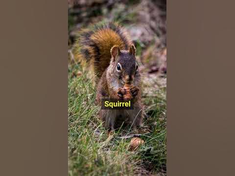 Learn three lovely animals "Dog" - "Squirrel" - "Sheep" #english #