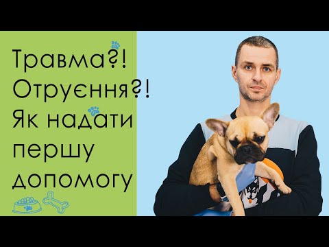 Травма?! Отравление?! Как спасти животное? ➥ Первая помощь ➥  Советы ветеринара