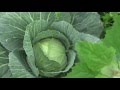 夏キャベツ 栽培 成長の様子　cabbage