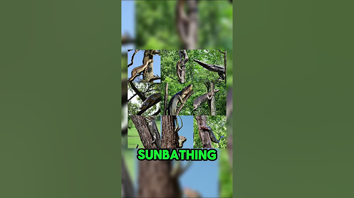 Alligators Can Climb Trees 🐊