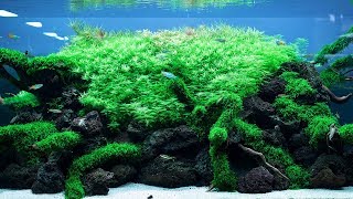 TRIMMING A BIG, 650 LITER AQUARIUM  A TRIBUTE TO TAKASHI AMANO