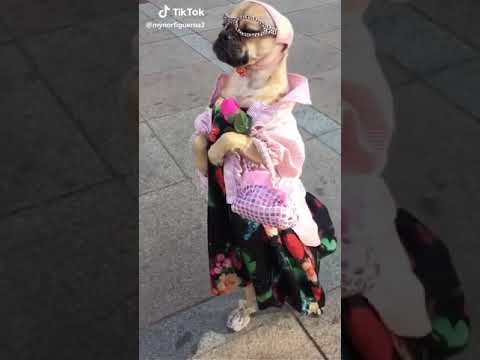 مهرجان العيون كلها بصاصة