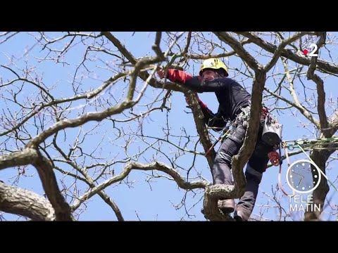 Vidéo: Dans Les Branches Des Grands Arbres