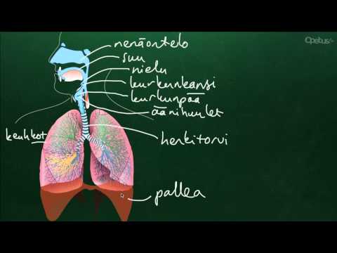 Video: Vaikuttaako Yhtenäinen Allerginen Hengitystiesairaus Keuhkojen Toimintaan Ja Tyypin 2 Biomarkkereihin?