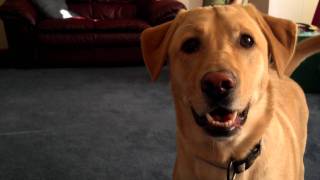 Yellow Lab Nucci barking at Grinch
