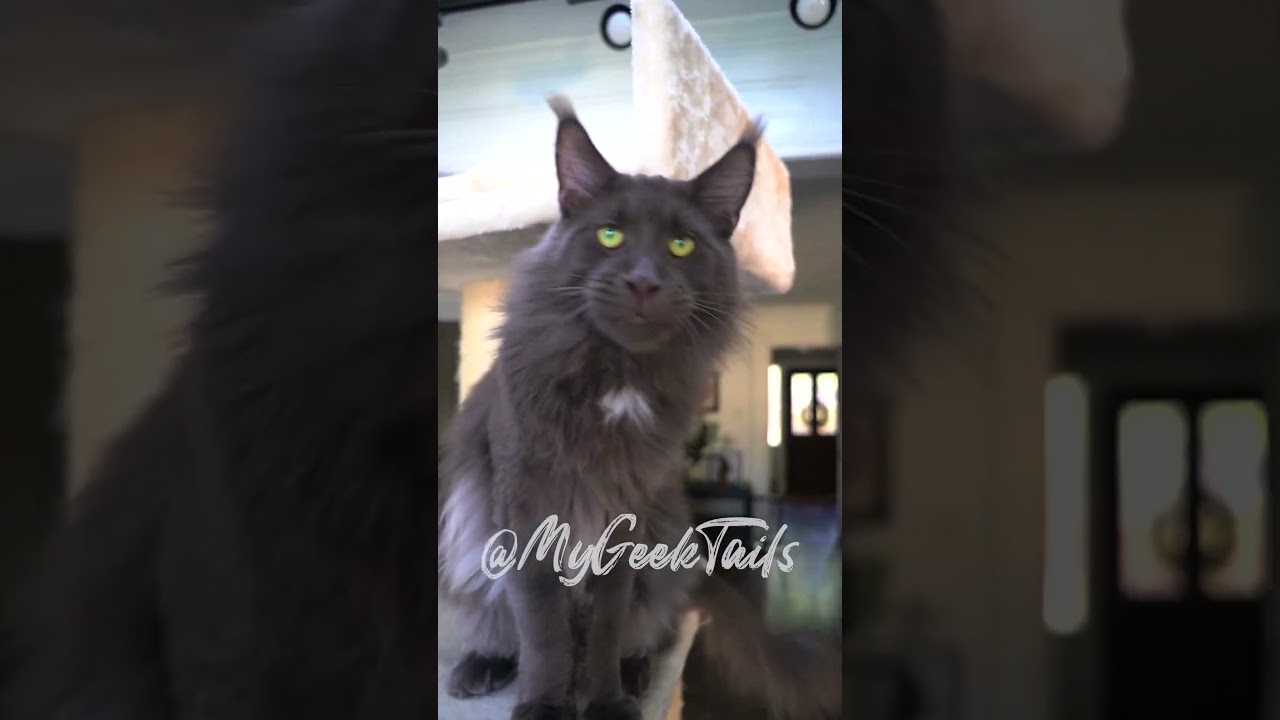 I still think he said a BEAST! #cat #kitten #mainecoon #cattery