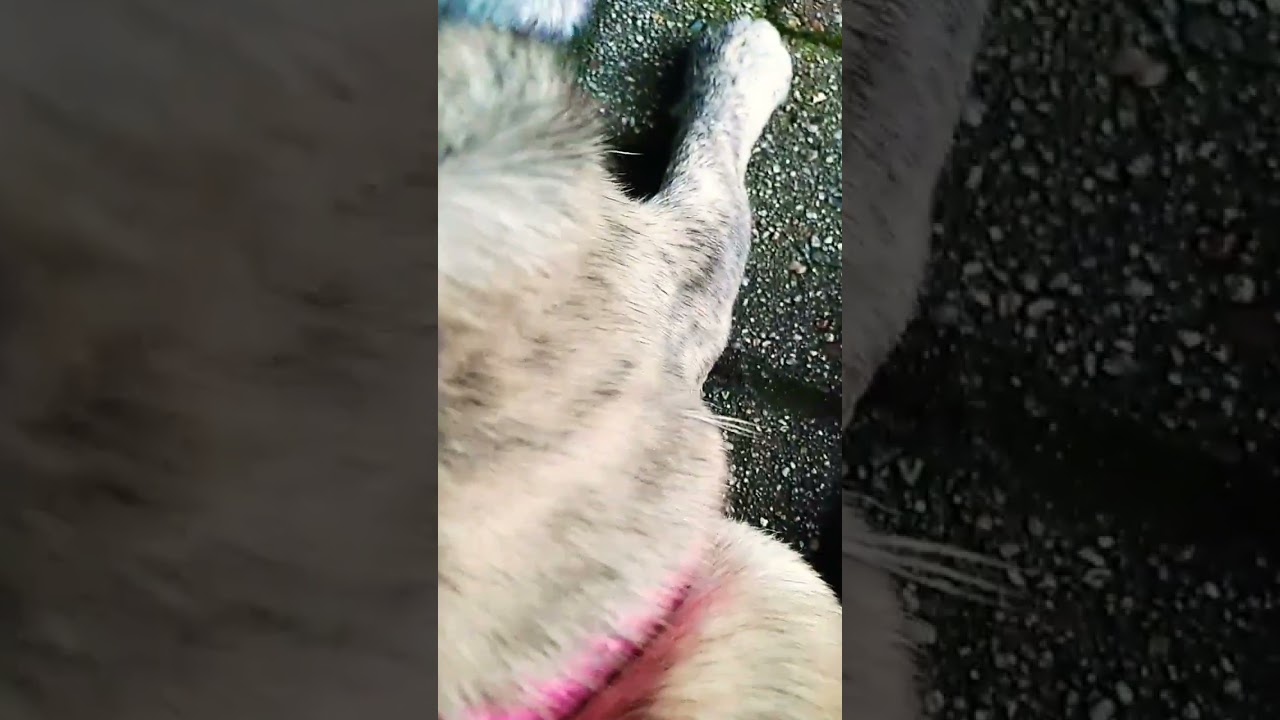 Sarah ist doch langhaarig!😅 Teil 1