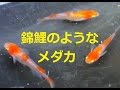 ヤフオク紅白更紗メダカ　黒容器撮影　２匹で11100円のアップめだか動画です　　まるで錦鯉　 killifish 3 medaka kulayソニーＣＸ535