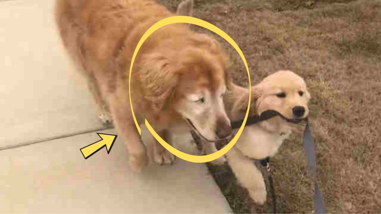 Blind Senior Dog Finds A Puppy Friend To Help Guide Him - YouTube