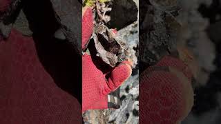 SHEAR ZONE HOSTING MASSIVE SPHALERITE, ARSENOPYRITE - GOLD BEARING QUARTZ VEINS! #shorts #gold #zinc