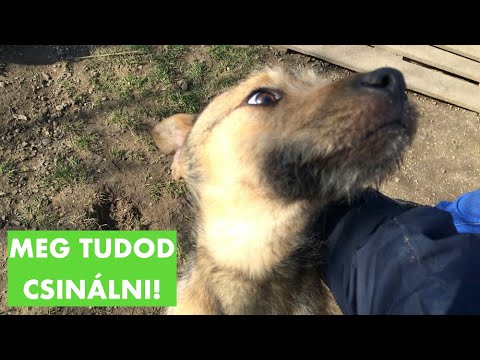 Videó: Hogyan Hizlal Egy Kutyát