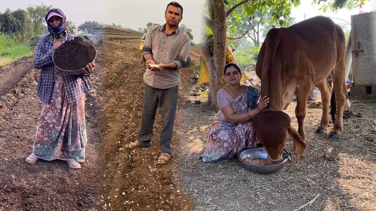 દેશી ખાતર નાંખીને લસળ નુ વાવેતર કરીયુ