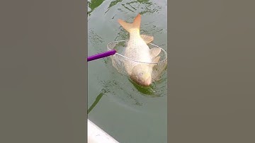 KÍCH CÁ KÉO CÁP KC-56F #kichca #pin #fishing #bình #fish #kíchcá #kíchcá