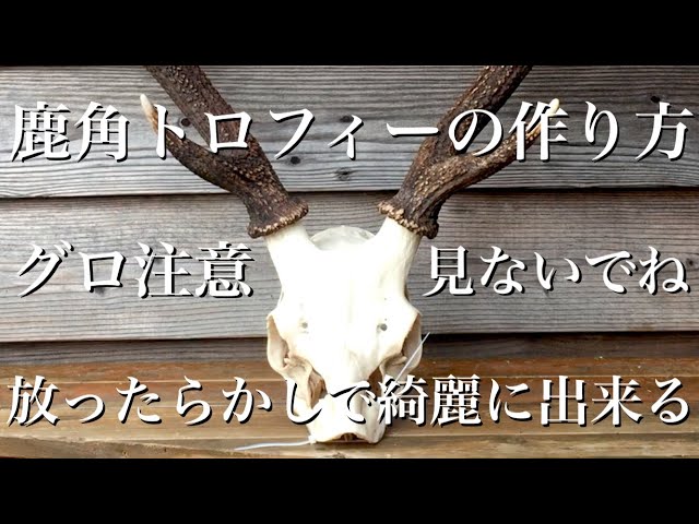 鹿角トロフィーの作り方 閲覧注意 理解のない方は見ないで下さい