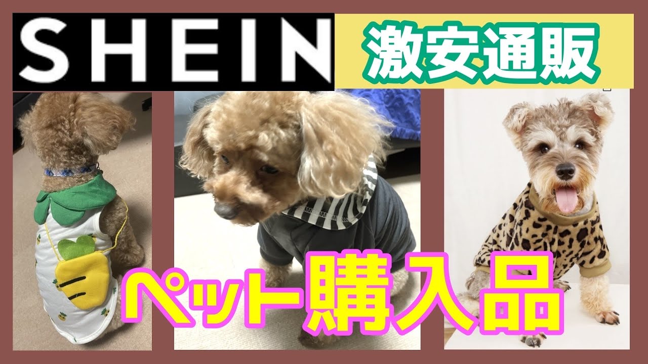 激安人気通販サイトshein購入品ペット用品犬猫の可愛い服や小物がいっぱい Youtube
