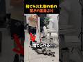 捨てられた髪の毛の驚きの変身ぶり