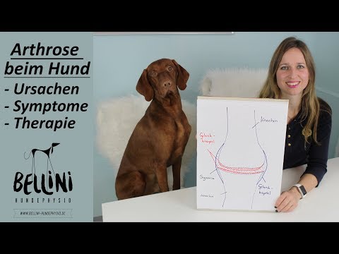 Arthrose beim Hund - Ursachen, Symptome, Therapie