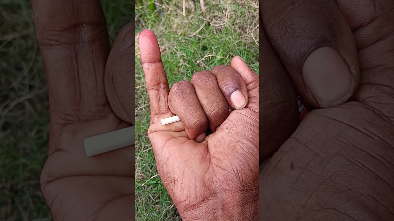 the largest shiny beetle I have ever found of itskind 