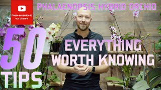 50 tips Phalaenopsis hybrid orchid Everything worth knowing