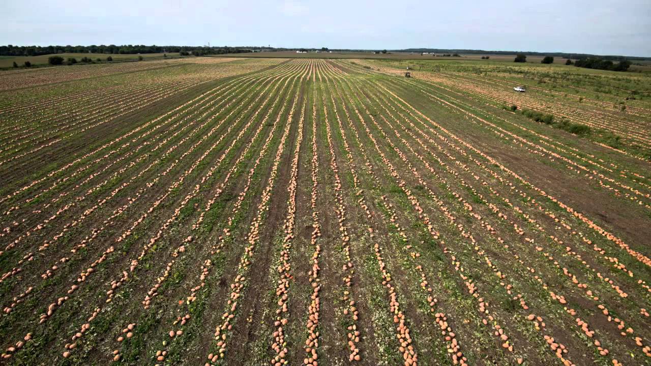 LIBBY'S 100% Pure Pumpkin- All Natural, 1 Ingredient - YouTube