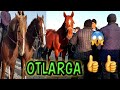 BUNAQASI JUDA KAM BIYA.170cm OT BOZORI NARHLARI UZGARDIMI #otlar#horses#лошад#uloq#Otbozor#chorva#