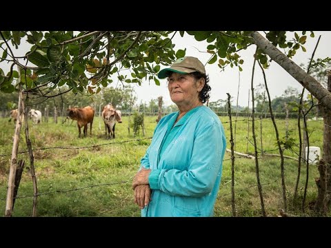 Mainstreaming Sustainable Cattle Ranching in Colombia