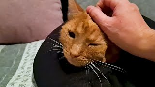 Scratch My Head Human!