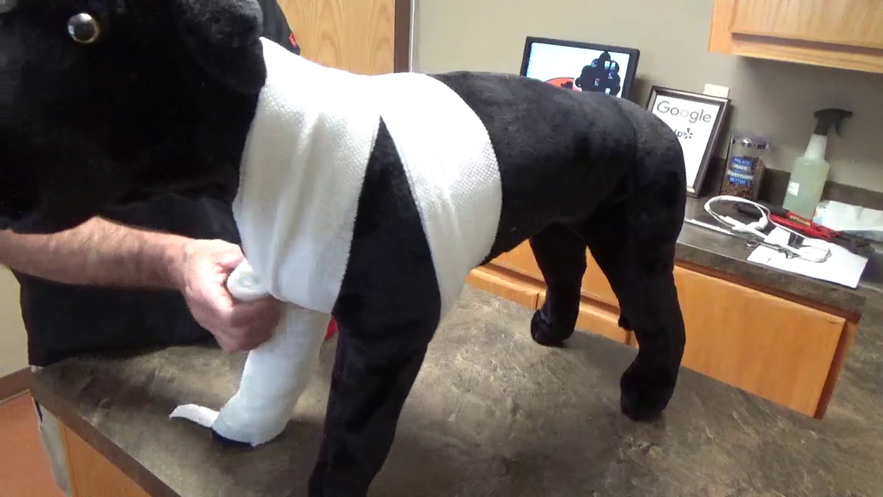 24 How To Apply A Spica Splint YouTube 24 How To Apply A Spica Splint YouTube