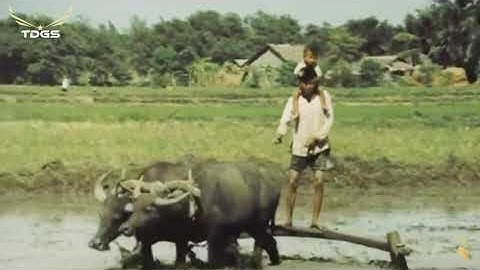 RƯỚC TÌNH VỀ VỚI QUÊ HƯƠNG | Sáng tác: Hoàng Thi Thơ | Trình bày: Bùi Thiện, Thanh Tuyền