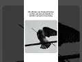 your success depends on whether you land or keep flying #viral #shortvideo