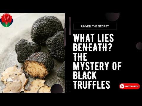 Discover the Hidden Treasure: From Forest to Fork with Black Truffles