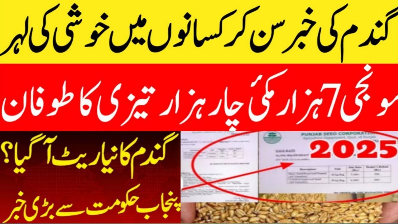 Today wheat price in punjab | گندم کا ریٹ 2024 | gandam rate today ...