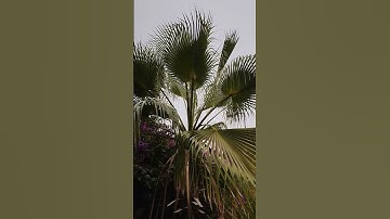 صباحكم احلى بذكر الله تلاوة خاشعة ومؤثرة لآيات من سورة الليل للقارىء محمد الفقيه