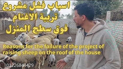 اسباب الفشل في مشروع تربية الاغنام البرقي والسلالات فيديو مهم لكل مقبل علي هذا المشروع