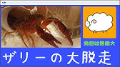 ザリガニの脱走防止策 Measures To Prevent The Crayfish Youtube ザリガニの脱走防止策 Measures To Prevent The Crayfish Youtube