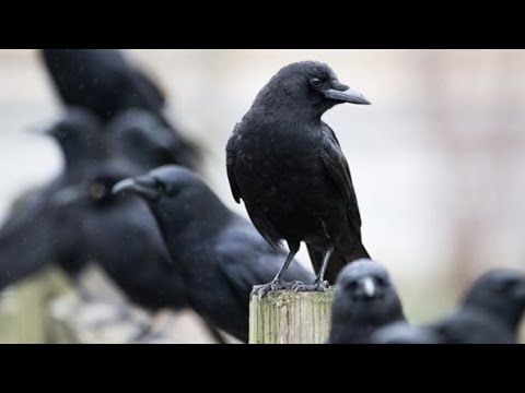 عالم الحيوان وثائقي أمم أمثالكم أمة الغربان الغراب Documentary Nations Like You The Nation Of Crow