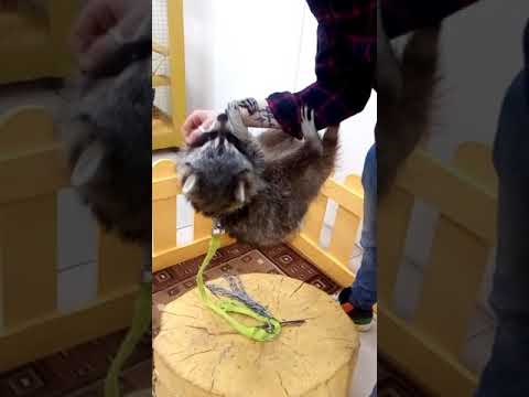 Прикол. Енот приципился