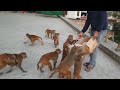 feeding biscuits and carrot