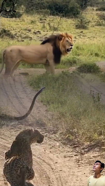 Harimau di hadang King Cobra dan Singa di perempatan jalan #animals #shorts #lion