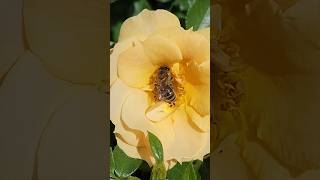 Bee Pollination Up-close 🐝 #bee #flower #shorts #pollination