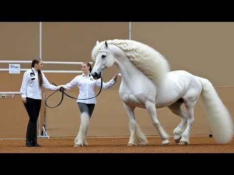 The 19 Most Beautiful Horses on Planet Earth