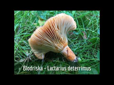 วีดีโอ: Lactarius scrobiculatus หรือเห็ดเห็ดเหลือง