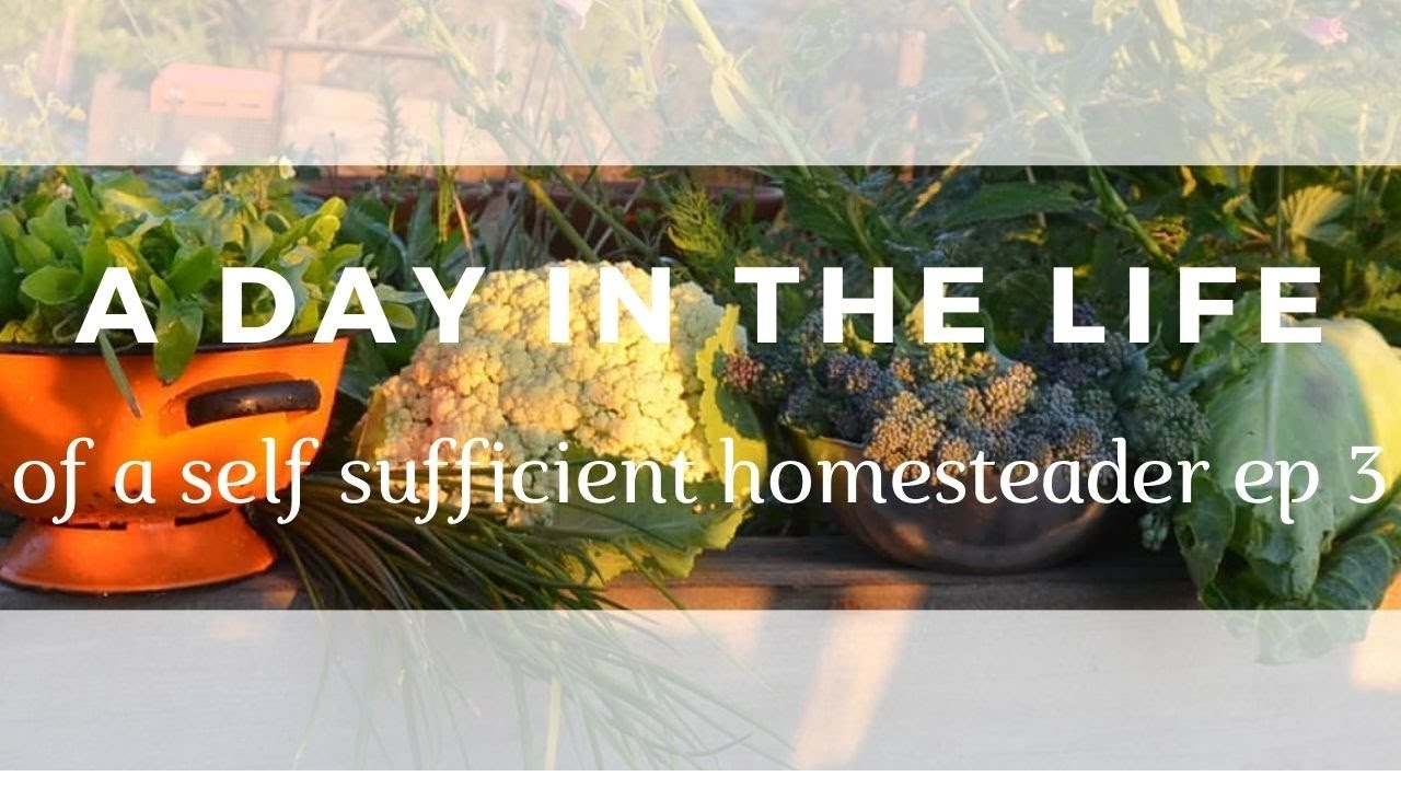 A Day In The Life Of A Self Sufficient Homesteader Ep 3 #selfsufficient #permaculture #inmygarden - YouTube a-day-in-the-life-of-a-self-sufficient-homesteader-ep-3-selfsufficient-permaculture-inmygarden-youtube