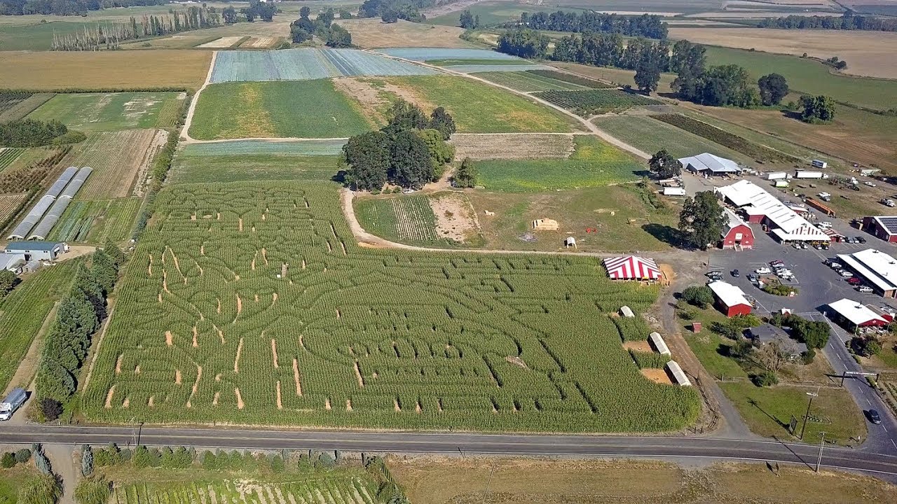 Aerial view of Portland's original corn maze on Sauvie Island YouTube