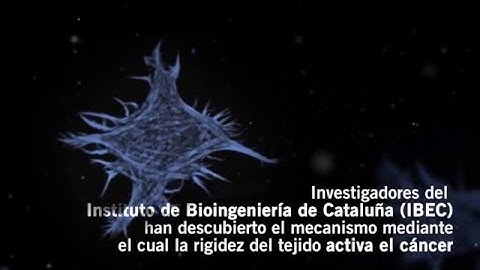 How tissue stiffness activates cancer [IBEC]