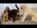 COUCH PARTY TIME! Golden Retriever, Bernese Mountain Dog and German Shepherd!