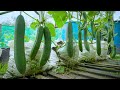 Easy way ideashow to grow cucumbers at home get a lot of fruitgrow in sacks from seed