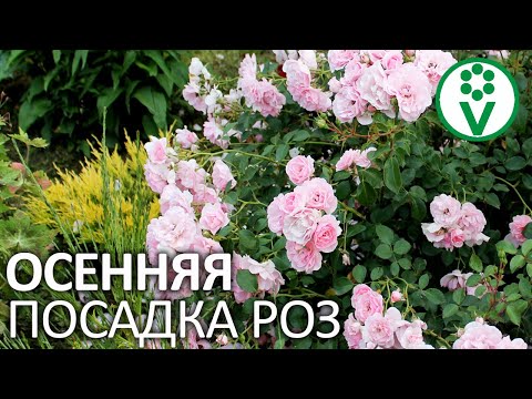 САМОЕ ВРЕМЯ САЖАТЬ РОЗЫ! Краткая инструкция по посадке роз